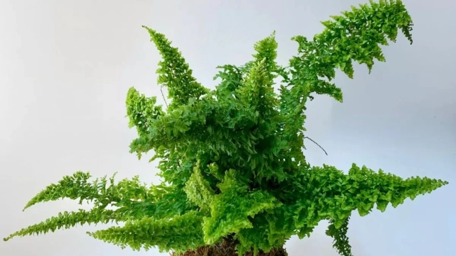 Cách cứu dương xỉ sắp chết do thối rễ nặng