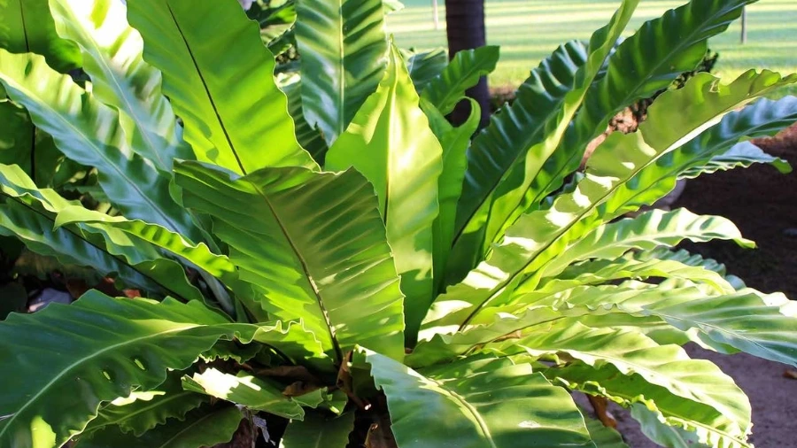 Cách ghép dương xỉ lên thân từng bước
