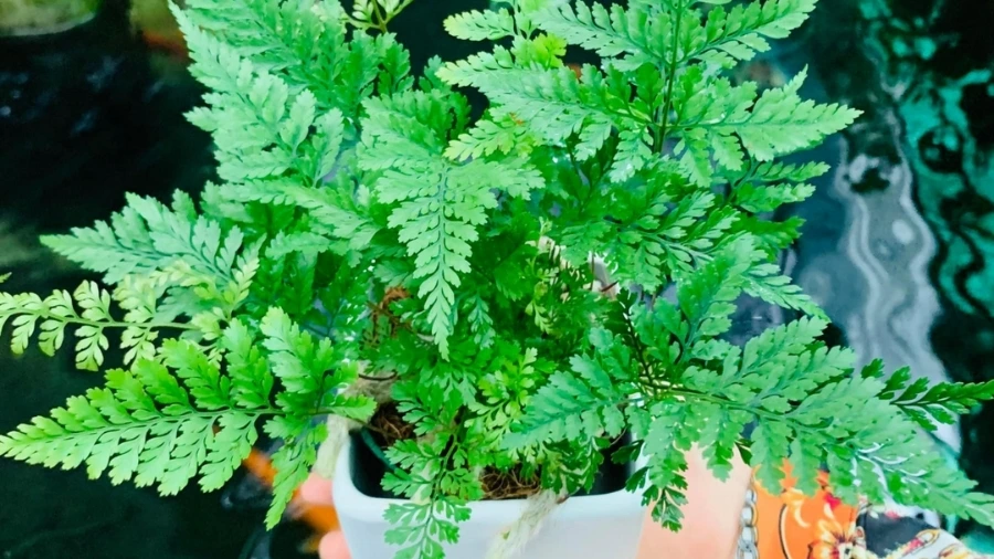 Cách khắc phục dương xỉ bị khô đầu lá