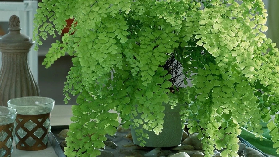 Cách nhân giống cây dương xỉ tại nhà