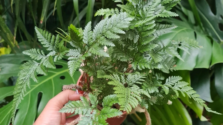 Cách pha phân bón cho dương xỉ đúng tỉ lệ