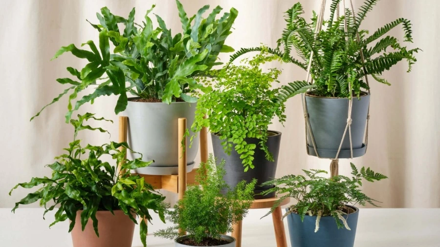 Trồng dương xỉ trong chậu