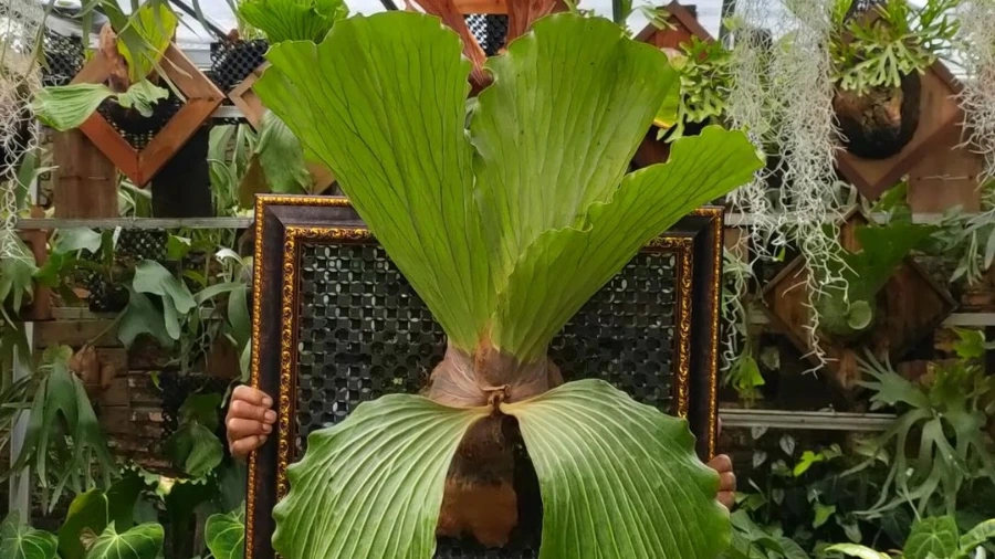 Cách trồng dương xỉ ổ rồng trong chậu