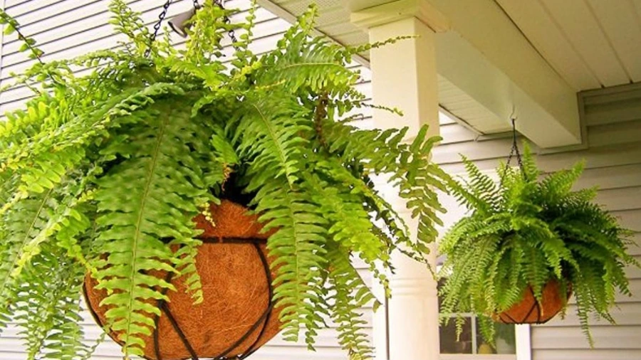 Cách trồng dương xỉ trong chậu treo ban công