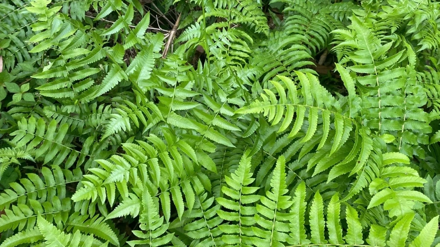 Cây dớn là gì