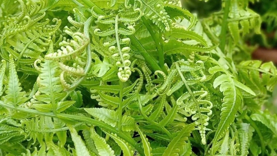 Cây dớn