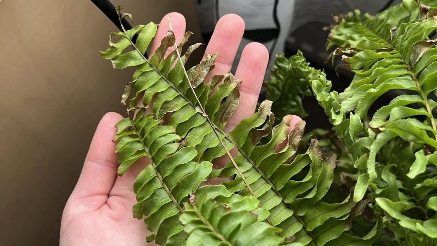 Dương xỉ bị khô đầu lá