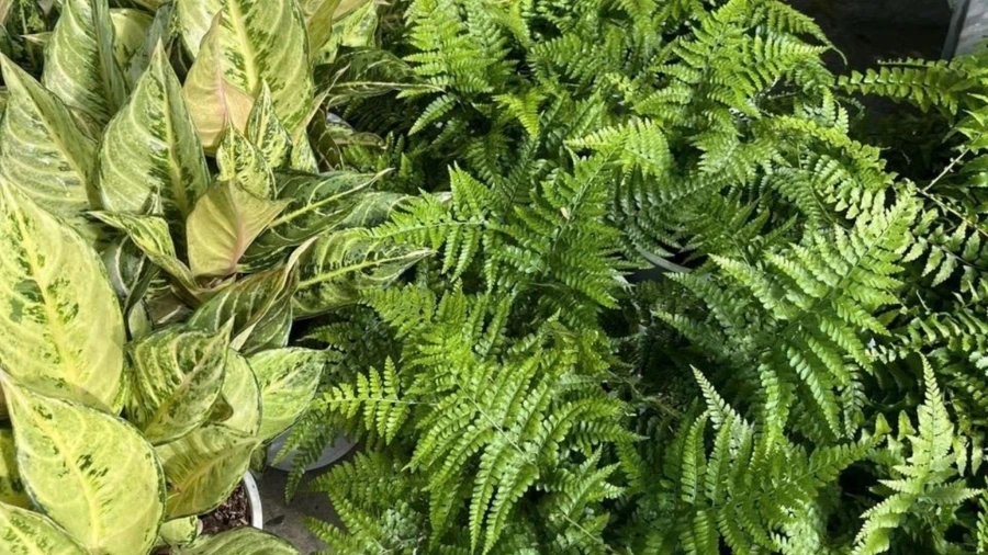 Dương xỉ bị vàng lá phải làm sao
