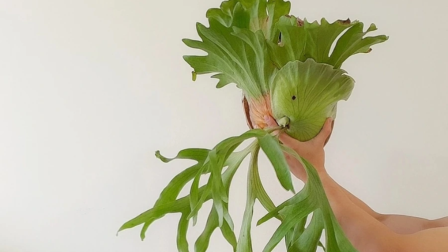 Dương xỉ ổ rồng có độc không