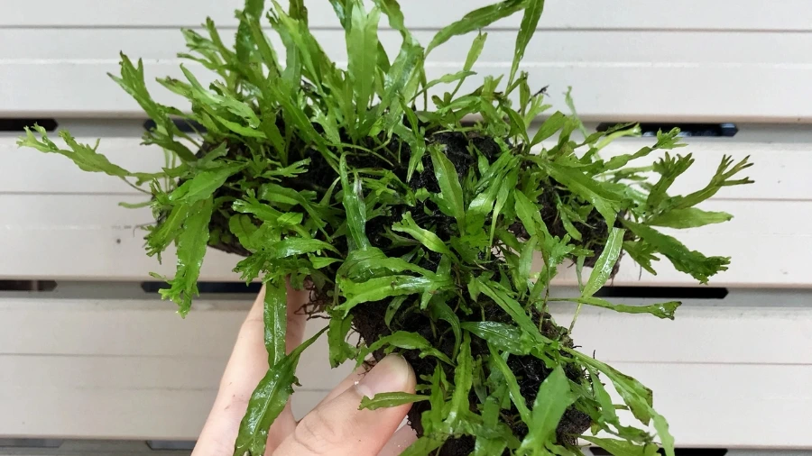 Trồng dương xỉ sừng hươu trên bảng gỗ