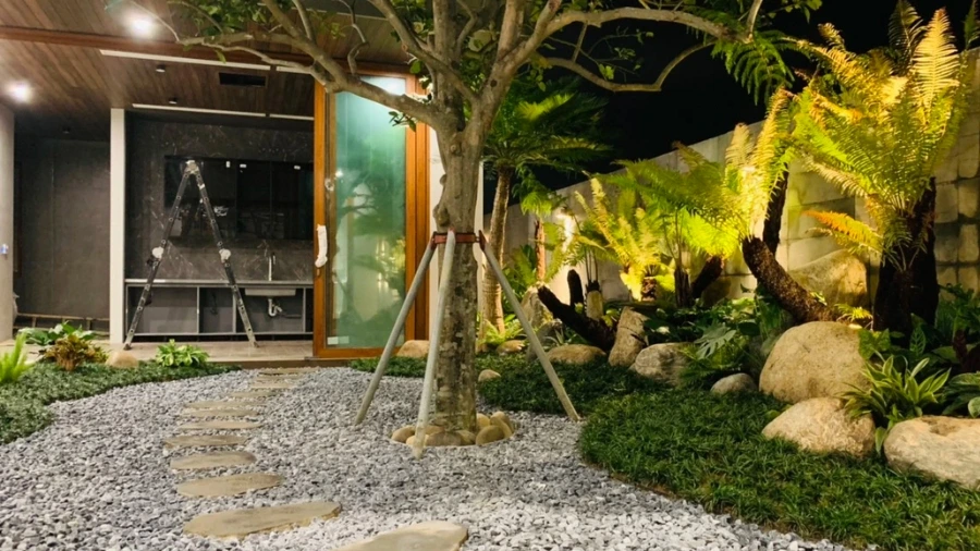 Vì sao nên ghép dương xỉ lên thân